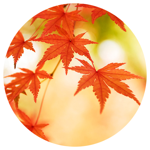 医師の紹介画像11-12月