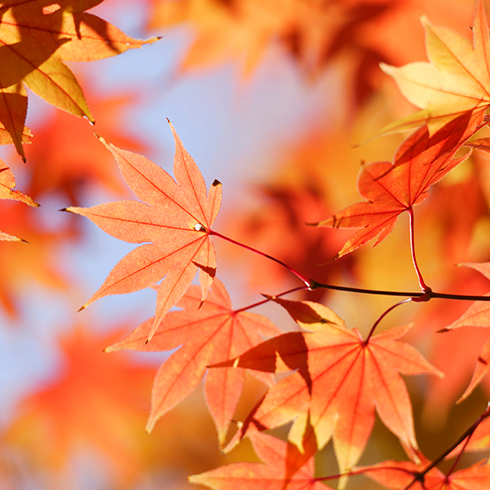 医師の紹介画像11-12月